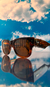 Mega Wayfarer 0840S 954/33 Lighting carey/marron liso - MAJOSHKA