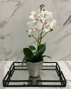 Orquidea Zoe - comprar online