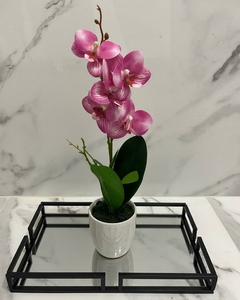Orquidea Zoe