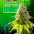 Euphoria Seeds XXL Moby Dick Auto x 3 - comprar online