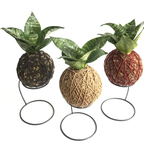 Kit Kokedamas de mini espada de São Jorge acompanha o suporte aramado - comprar online