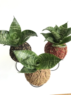Kit Kokedamas de mini espada de São Jorge acompanha o suporte aramado - KokeDiana - Diana Luz - Decore e presenteie com plantas.