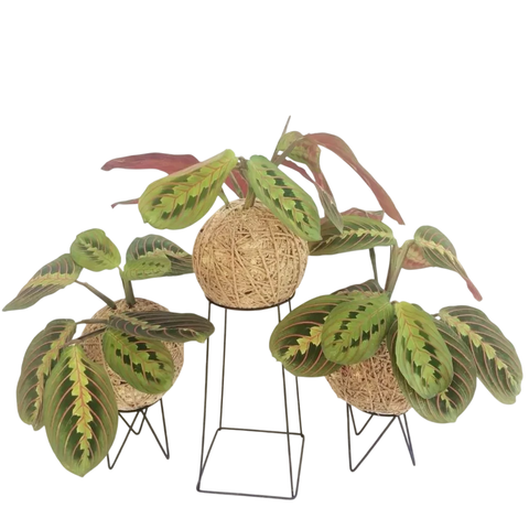 KOKEDAMA DE MARANTA BIGODE DE GATO, COM TEXTURA DELICADA E CORES VIBRANTES É O PRESENTE PERFEITO PARA CELEBRAR CONTRATOS.