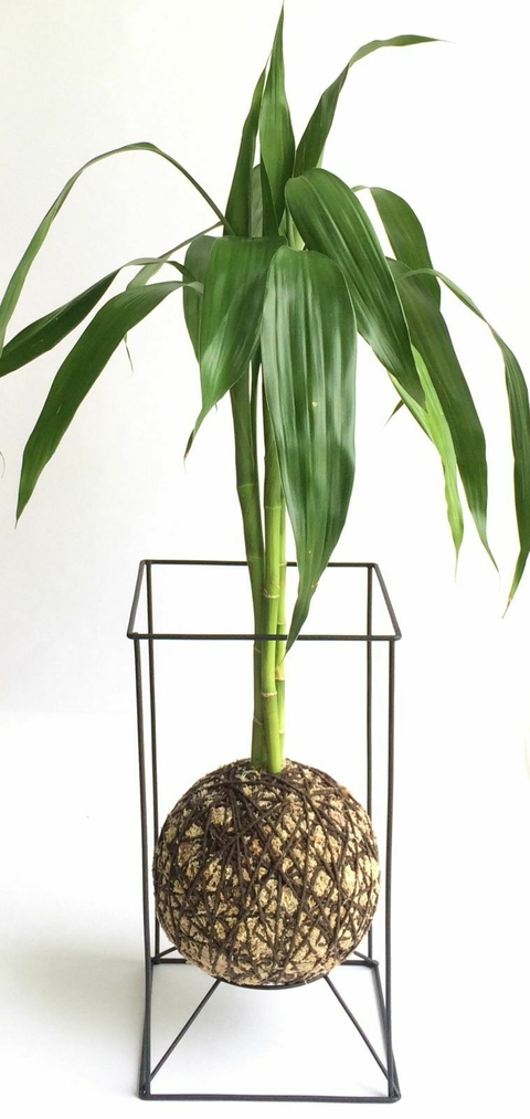 KOKEDAMA DE BAMBU DA SORTE
