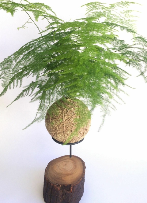 KOKEDAMA DE ASPARGO SAMAMBAIA - ACOMPANHA O SUPORTE ARAMADO MODELO TRIPÉ