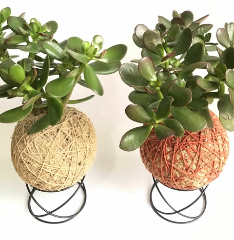 A KOKEDAMA DE JADE REPRESENTA A AMIZADE E FORTUNA.