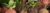 Imagem do banner rotativo Diana Luz - Qual é a sua ideia? 