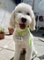 Chapitas para mascota personalizada - DANAUS SUBLIMADOS