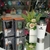Copo Stanley Edition White - SHOPPINK VARIEDADES 