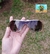 Dart Gold Lentes Marrom Escura na internet