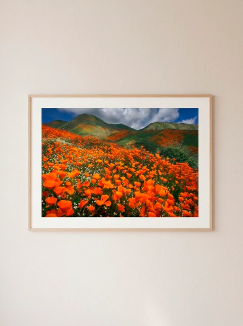Explosión de Amapolas - Jon Farmer