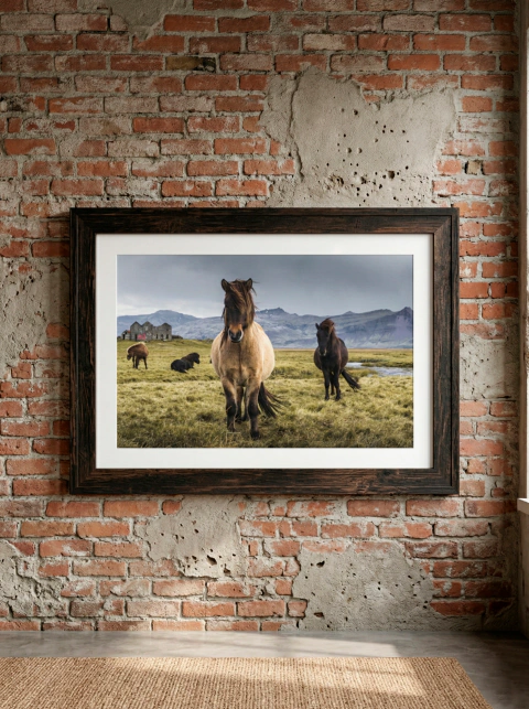 Caballos de Islandia por Raimundas Puckus