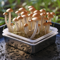 Kit cultivo psilocybe cubensis - bandeja