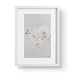 Floralia Orquídeas 1 - comprar online