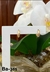 ARGOLA 305 PCT com 10