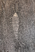 Chal Silver Fish