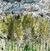 Alberi infiniti - Collagraph