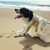 Peitoral Americano em Couro Legítimo para cães de Grande porte - comprar online