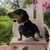 Colar para cães de Médio Porte em Couro Sintético na internet