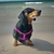 Peitoral Americano para cães de Pequeno e Médio Porte - comprar online