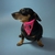 Colar com Bandana para cães de Médio Porte