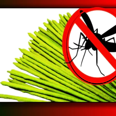 Sahumerios Citronella Anti Mosquitos