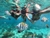 Carrusel Elim Caribe Tours