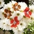 Brinco Flor Hibisco