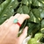 Anel Esmaltado Turmalina Oval - comprar online