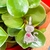 Pingente Pet Gato - comprar online