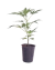 Esqueje 1439 - variedad Choco Og (CH1439XMT)