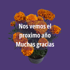 Cempasúchil clemolito