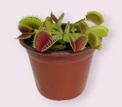 Planta carnivora venus / Dionea atrapamoscas