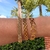 Bracelete rede dourada na internet