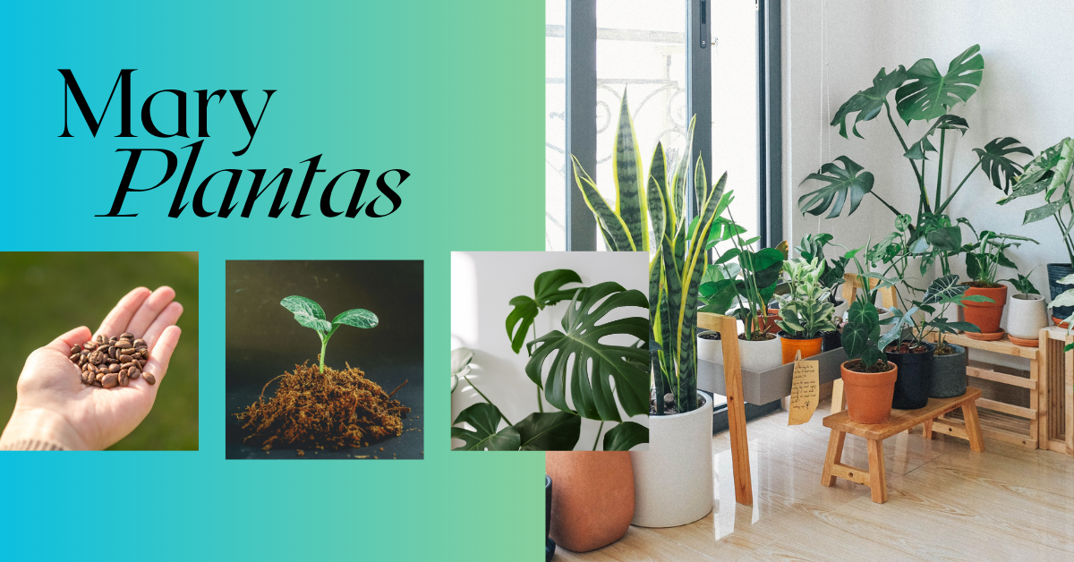 Mary plantas