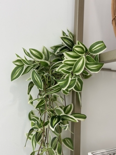 Planta colgante 78 cm - comprar online