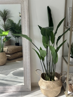 Planta strelizia