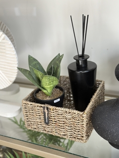 Canasta seagrass