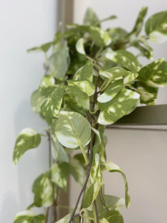 Planta colgante Ada en internet