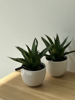 Planta suculenta 5