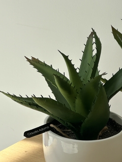 Planta suculenta 5 - comprar online