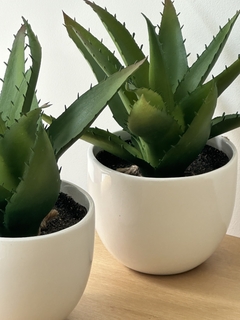 Planta suculenta 5 en internet