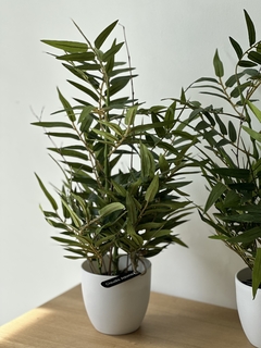Planta bamboo