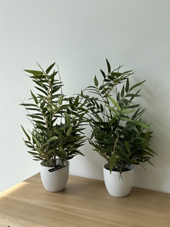 Planta bamboo - Gelsomino Home Deco