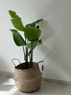 Planta Palmera
