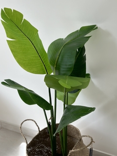 Planta Palmera en internet