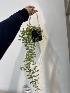 Planta colgante con maceta en internet