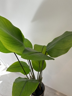Planta artificial canna en internet
