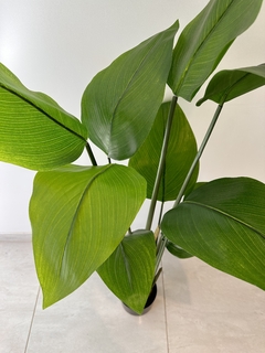 Planta artificial canna - comprar online