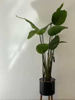 Planta artificial canna